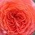 Oranžna - Nostalgična vrtnica - Emilien Guillot